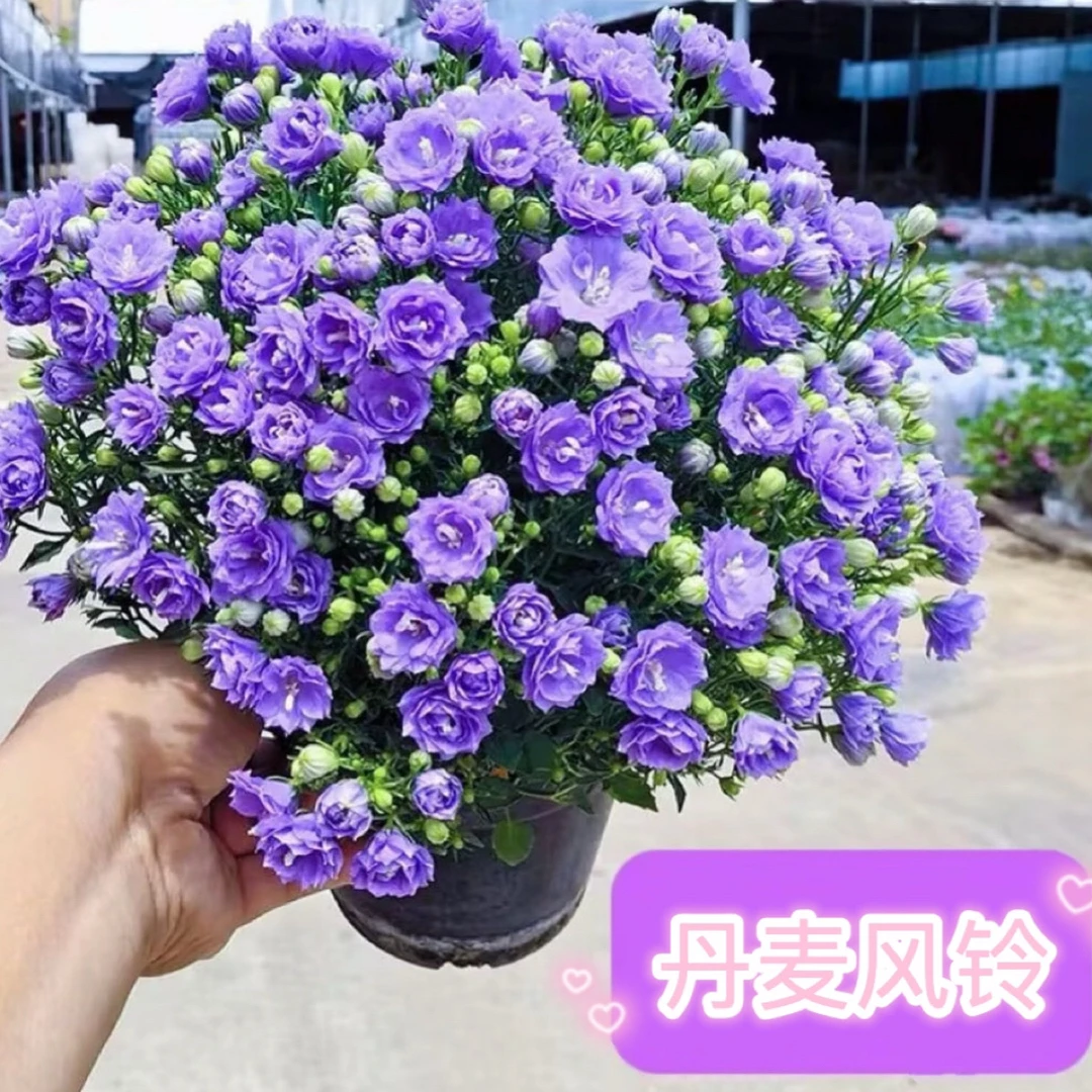 【丹麦风铃】重瓣四季开花带花苞