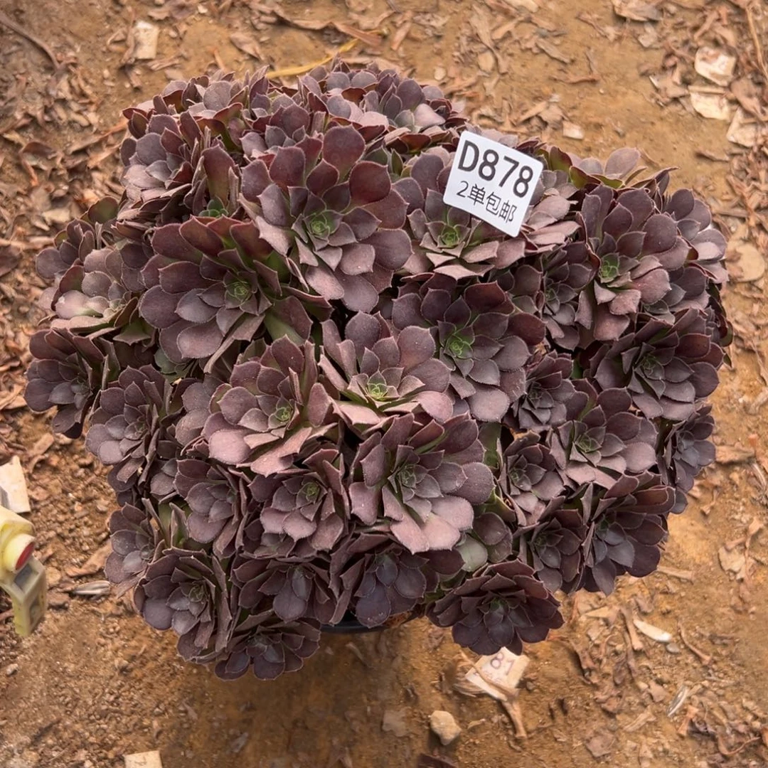 878多肉  荷兰玫瑰不包断头