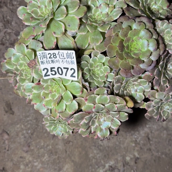 25072水墨画多肉植物