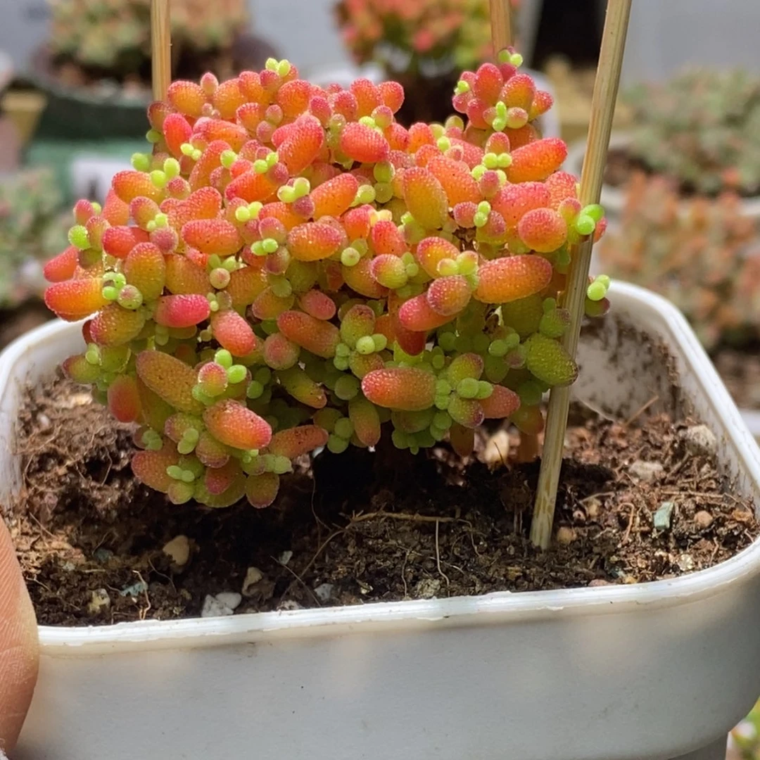 嘻***?蜜桔糖球枝干番杏A719