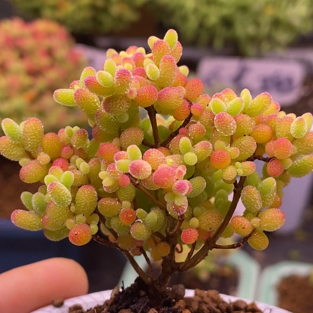 钮****肉45蜜橘糖球不带盆。