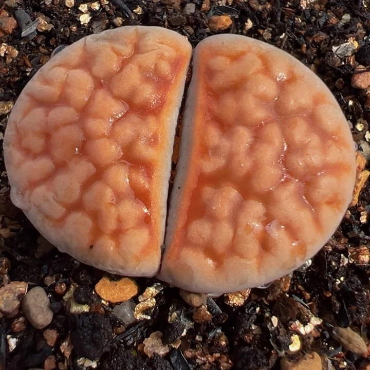 特价母本多肉带盆