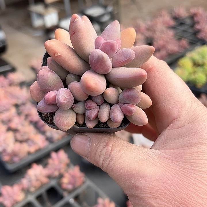 I***张147多肉植物组合为您打造出了