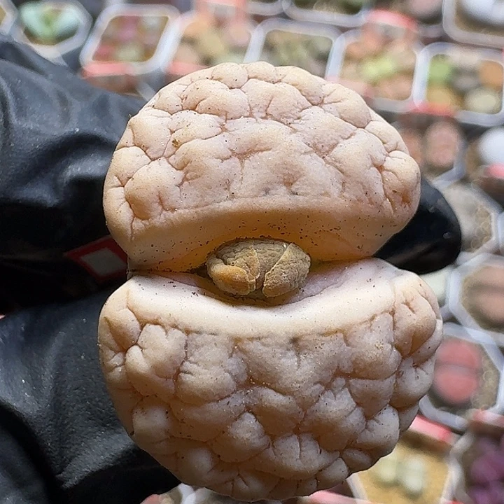 生石花112112。  101