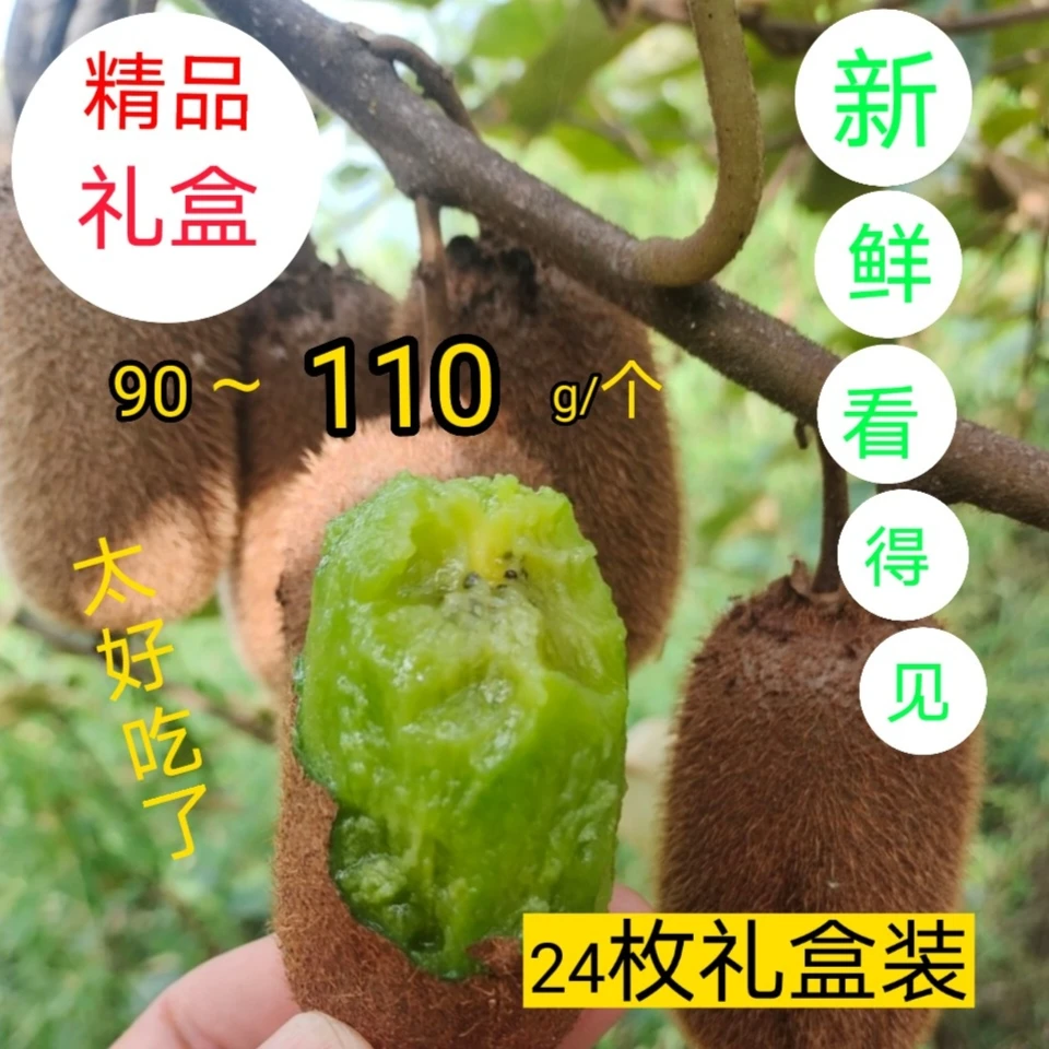 【精品礼盒】修文贵长猕猴桃24枚精品礼盒装