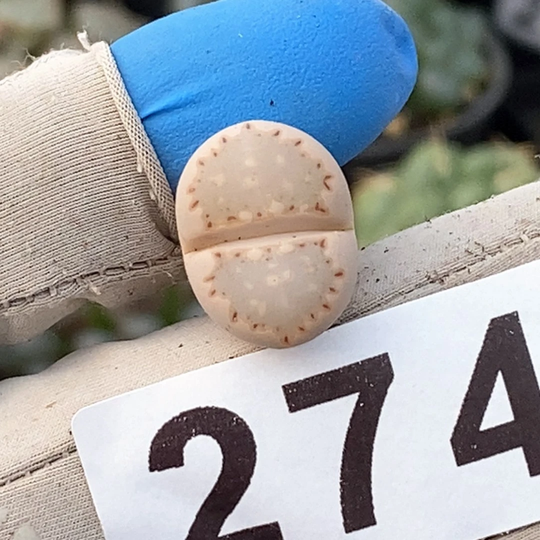 274 优选饼干 脱土 卡1.7