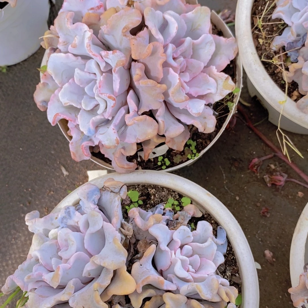 白饺子皮多头群生两盆
