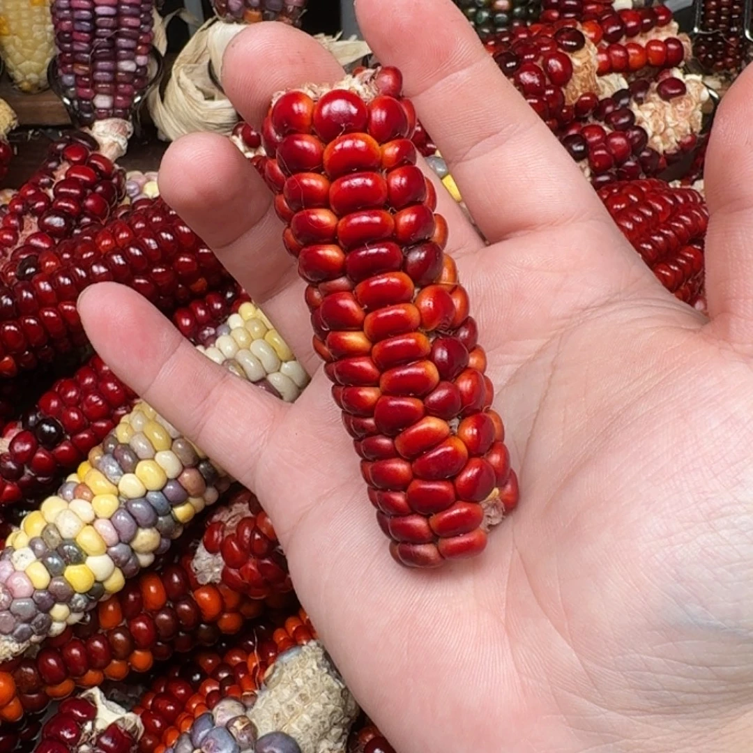 冰***淋柏香籽/百香籽吊坠