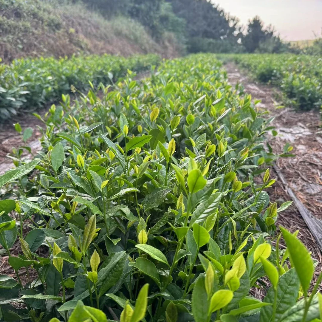 日照绿茶新茶板栗香花香秋香清香耐泡口粮茶