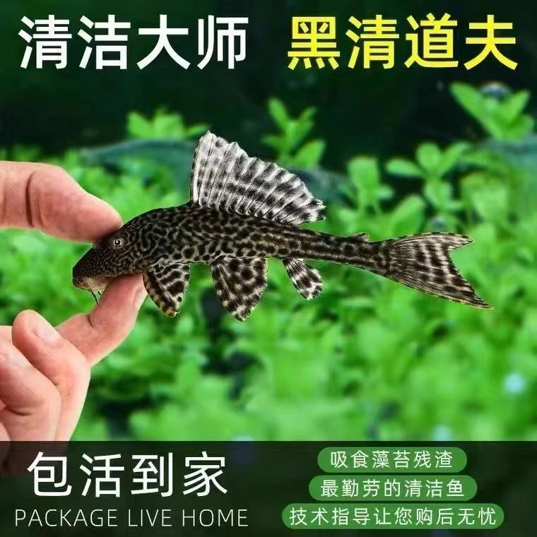 【自家渔场】黑色清道夫鱼异型底息吃垃圾鱼屎清理鱼缸除藻清苔鱼