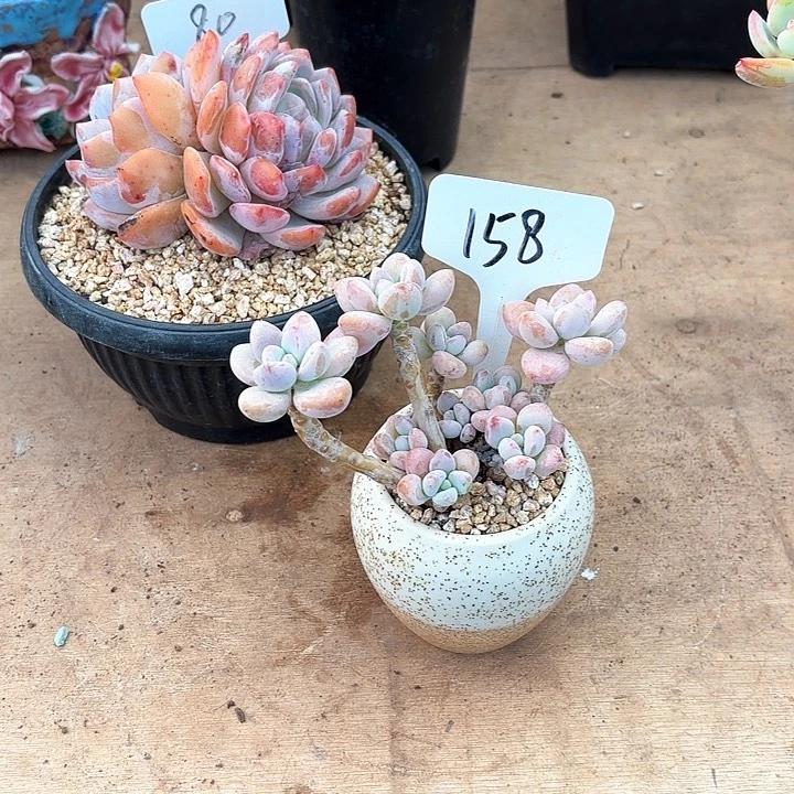 多肉植物，落神158号