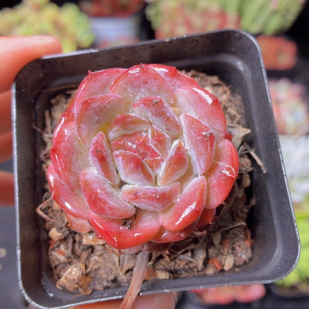 冰糖水晶多肉9.9包邮发货
