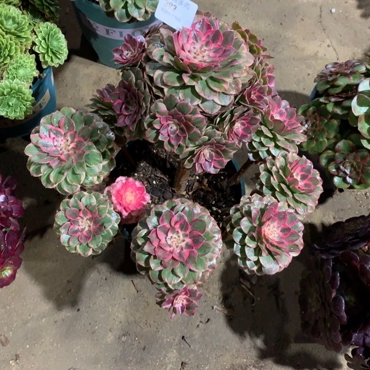 半**过392莲花座多肉植物寄养不发货