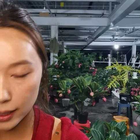 老***茜完全开放15花苞玫红