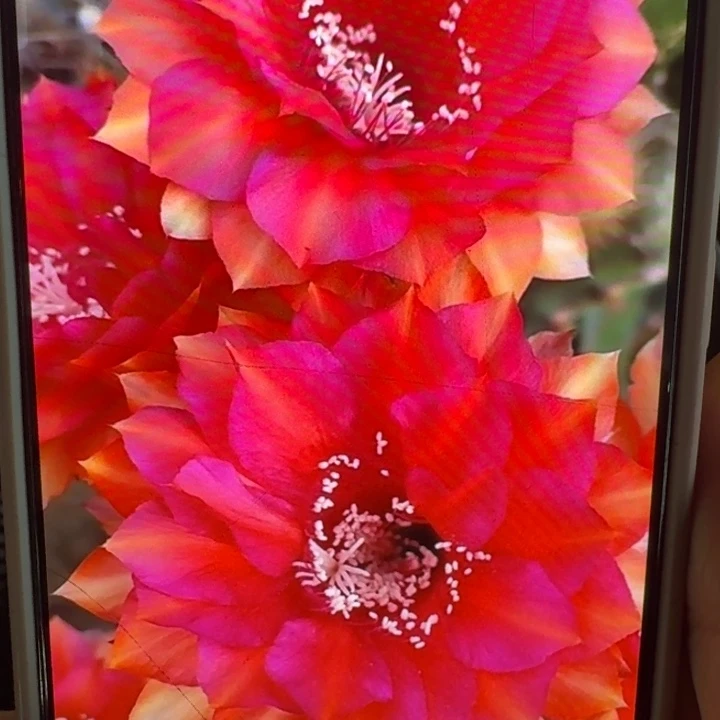 239彩草小辣椒歪4公分左右无根侧牙，20包邮