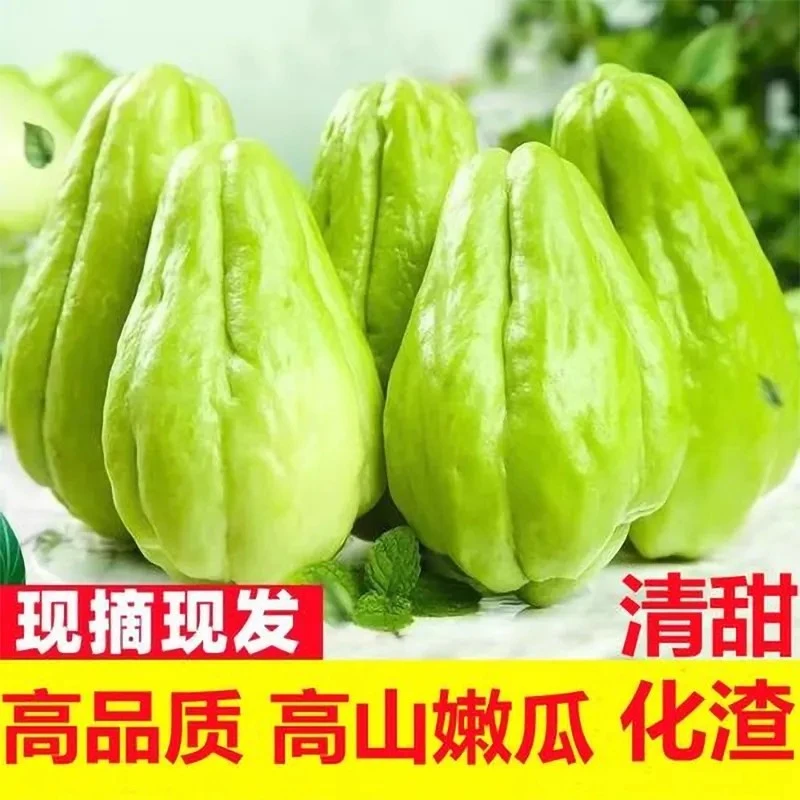 贵州高山农家种植现摘佛手瓜炒菜炖汤鲜嫩凉拌新鲜蔬菜