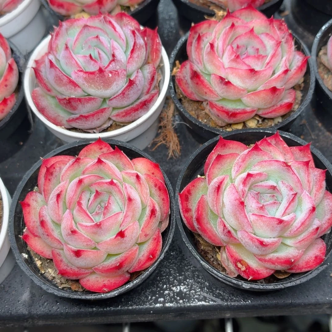 侧影多肉9.9包邮发货