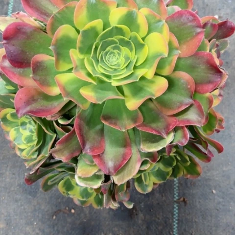 多肉植物特斯拉锦。