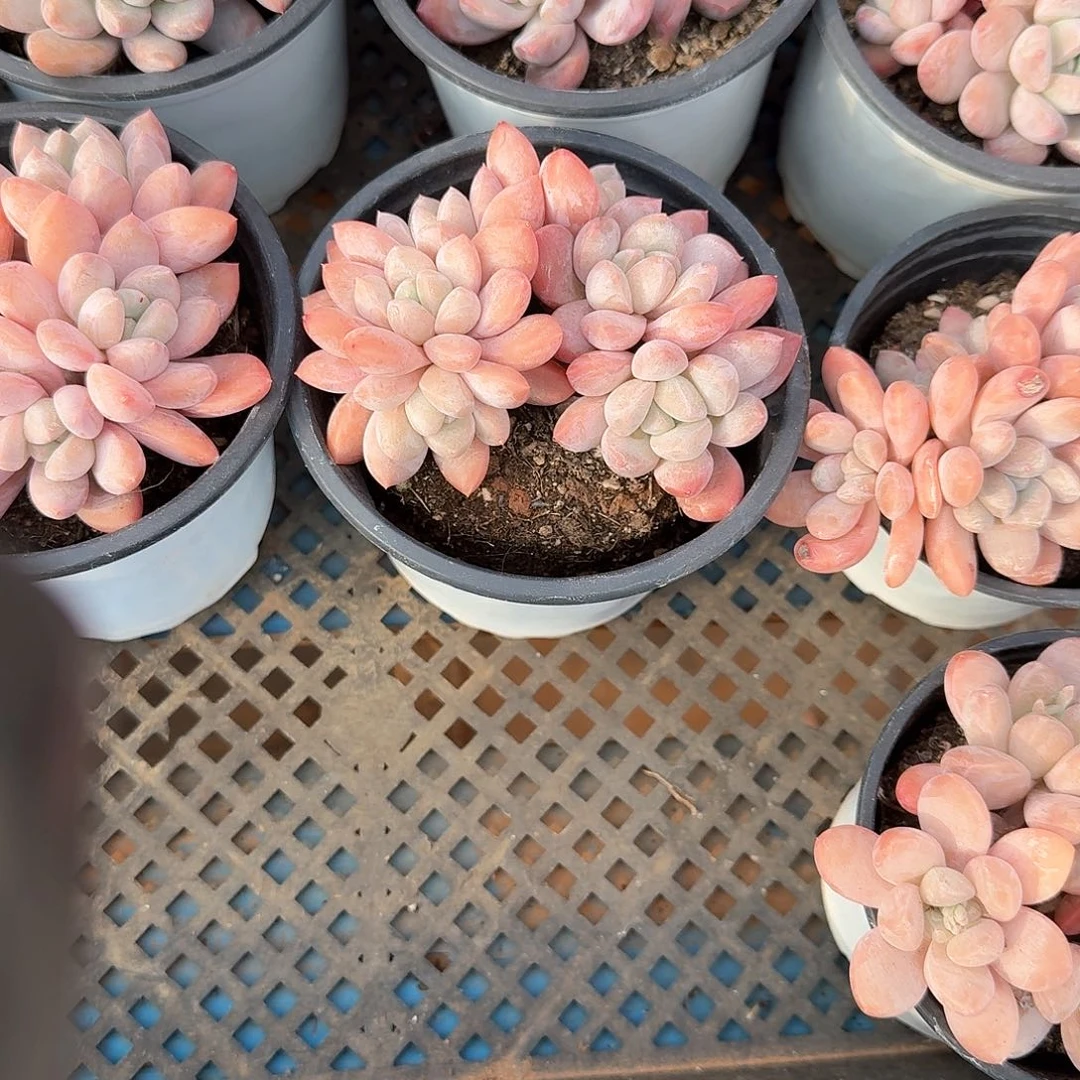 香芋多肉一物一拍