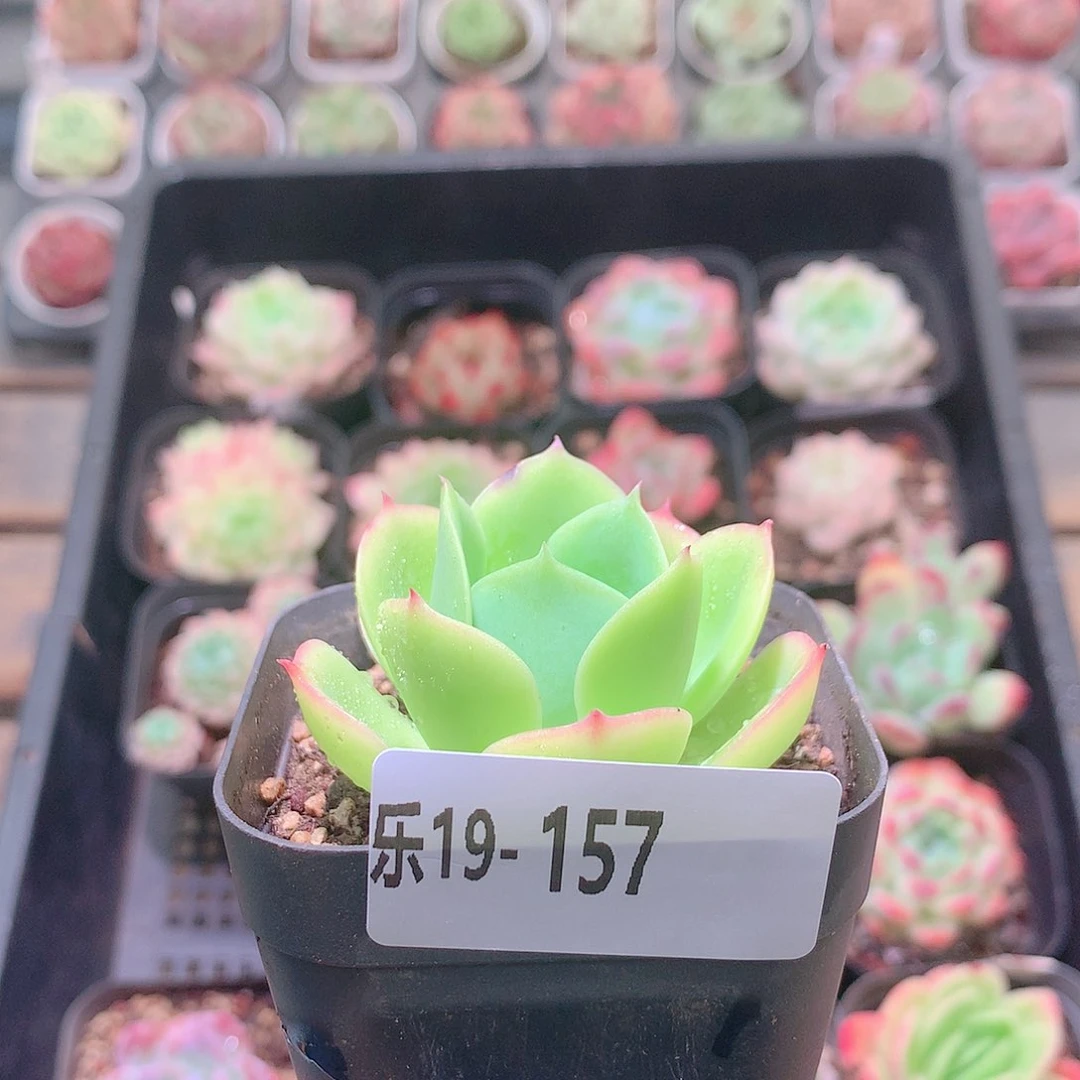 乐然19-157 柠檬玫瑰