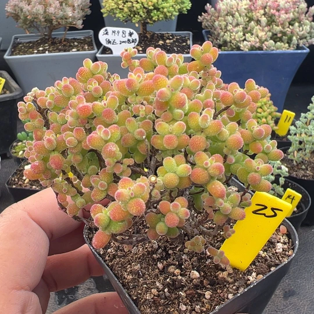 金桔糖球25号6.5cm盆