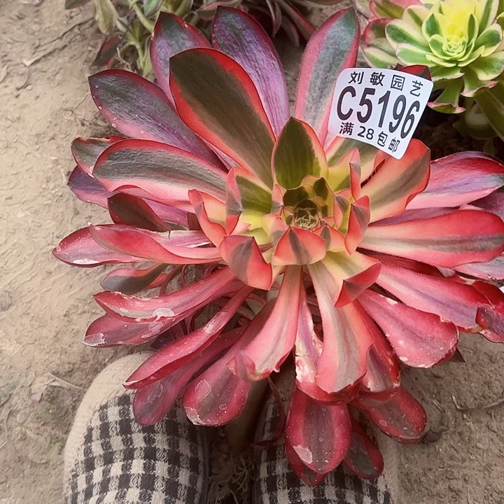 5196多肉植物法师法师阿波罗