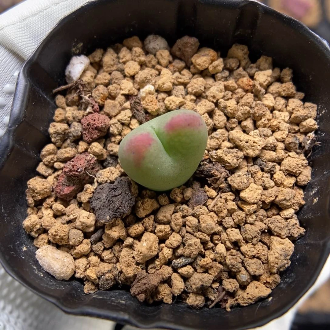多肉植物肉锥杂交K-3644 将桃 福利