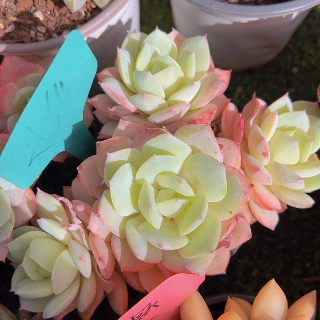 香玉的故事是一个人的故事