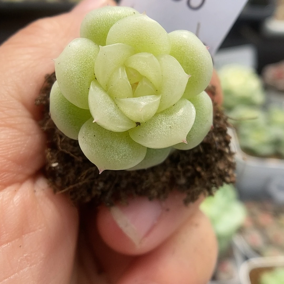 一物一拍一物一拍925-966