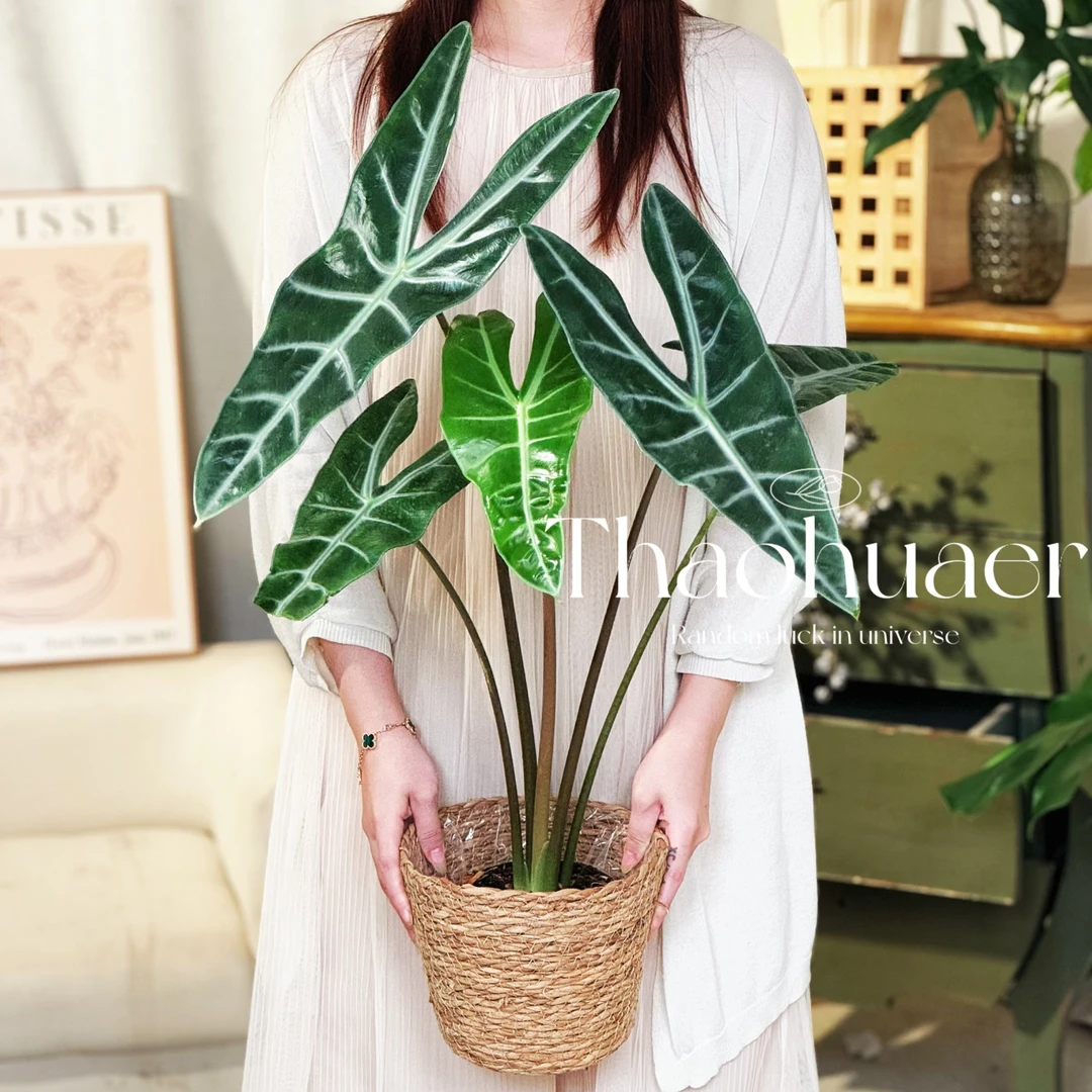 剑叶海芋室内盆栽热带绿植净化空气好养耐阴花卉