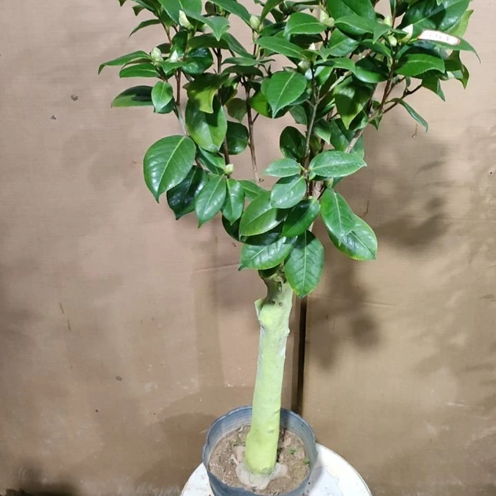 白瑞奇原盆原土229原盆