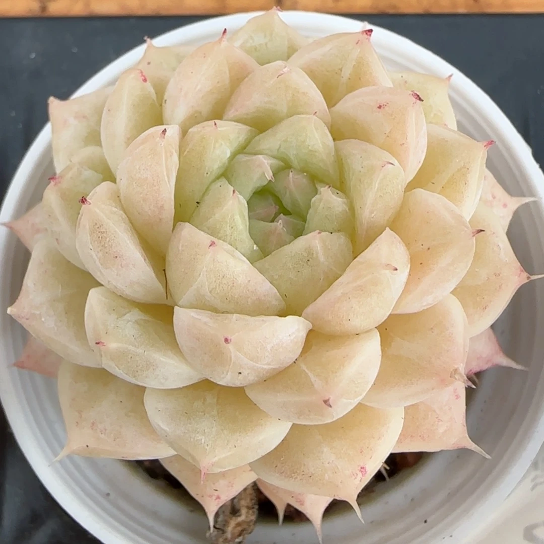 花语逸镜0206-275