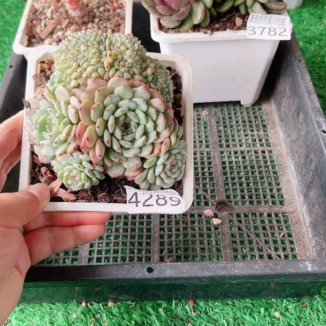 无花朵多肉一物一拍植物4289