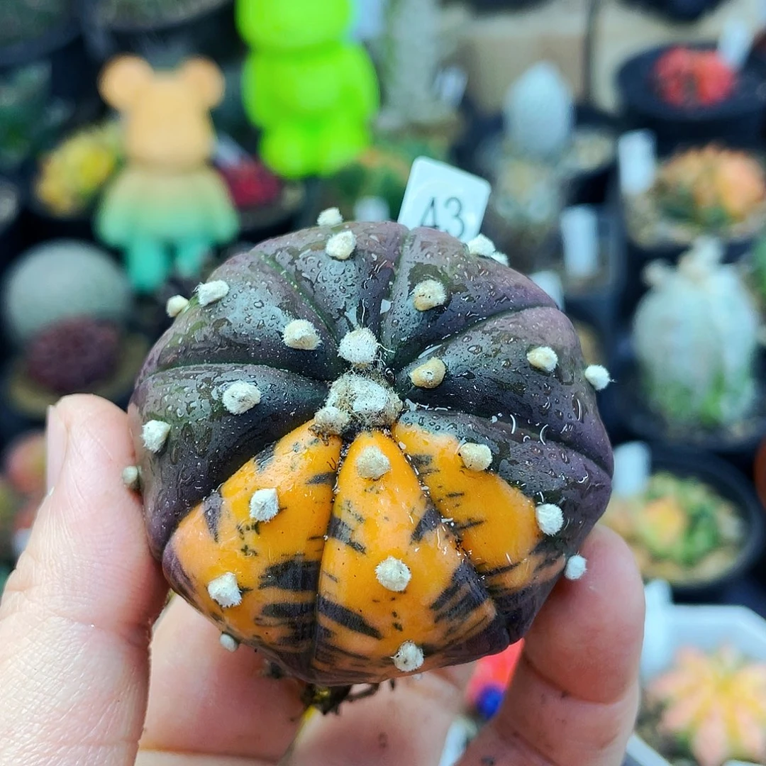 非偏远地区满25包邮仙人球