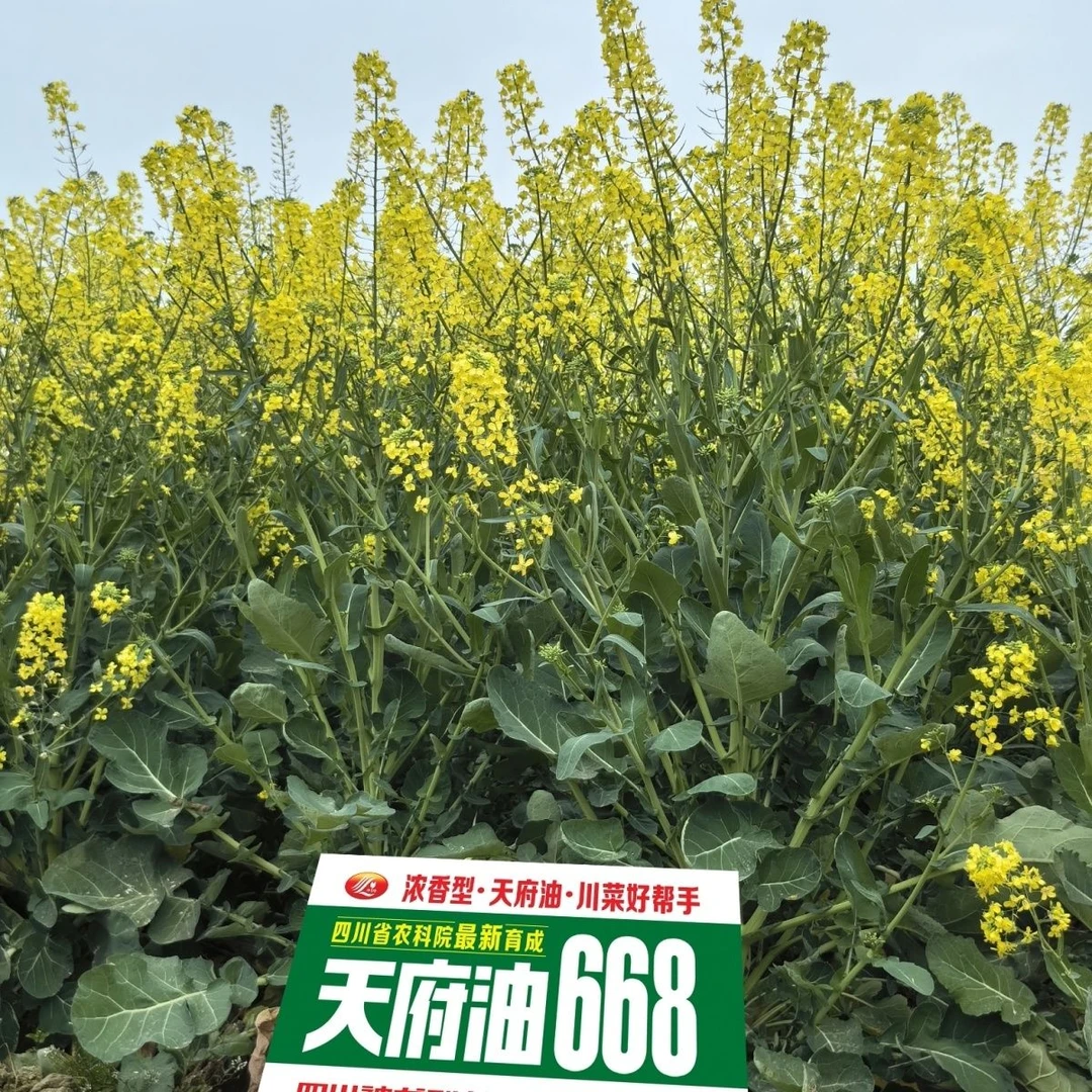 5袋杂交油菜种天府油668高产高油榨油矮杆熟期早黑油菜种子抗病