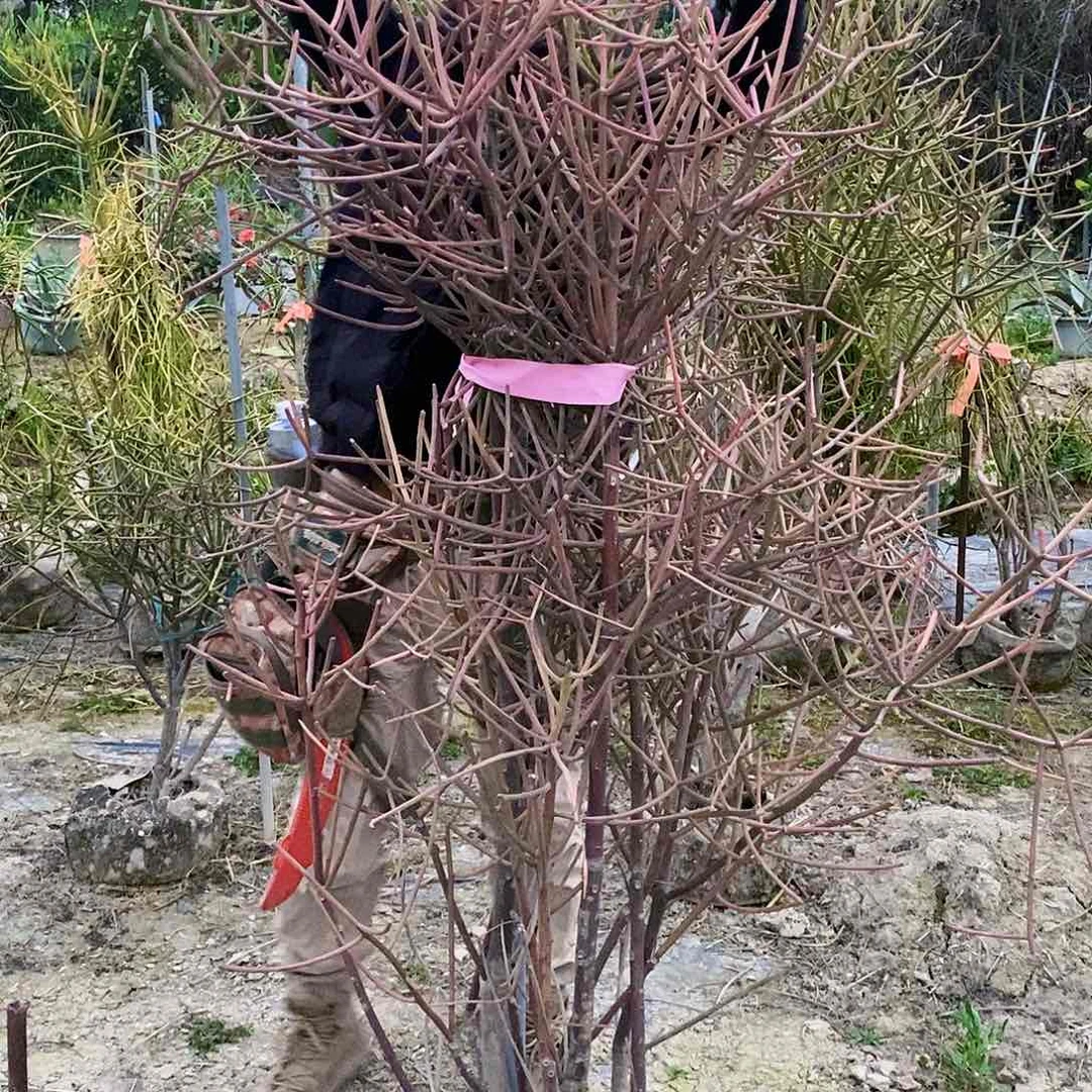 M****居珊瑚树一颗111111