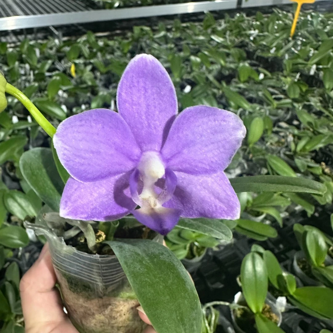 4寸 紫玉铃铛-抽花梗 少根微瑕 原生趣味兰