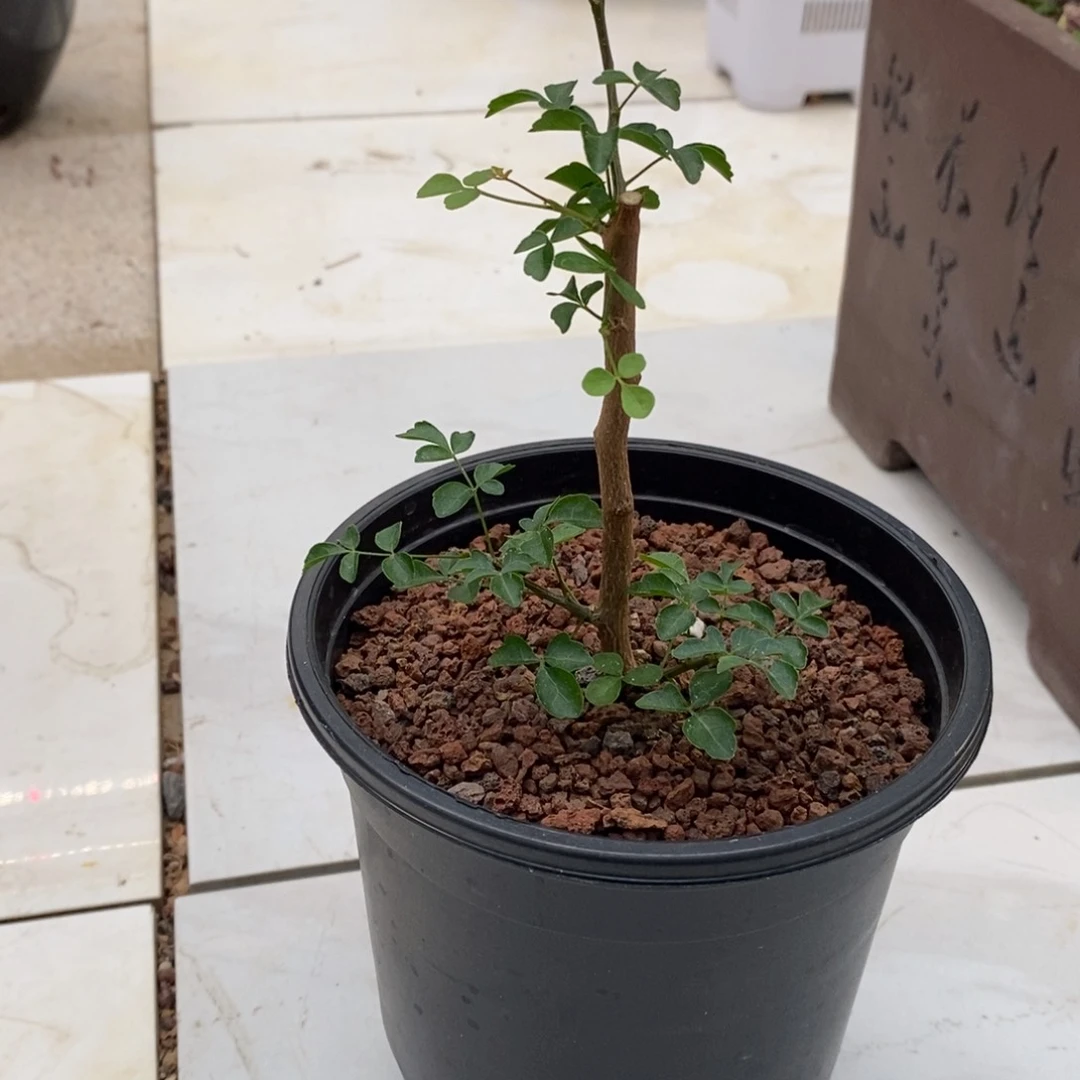 波叶没药带盆发货