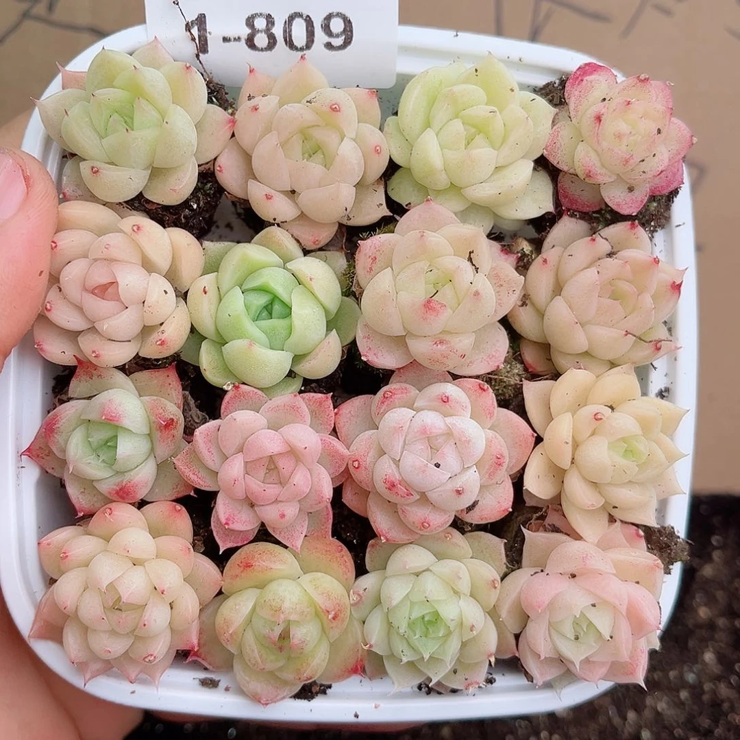 1-809 新疆西藏内蒙不发12.8包邮2-3公分多肉