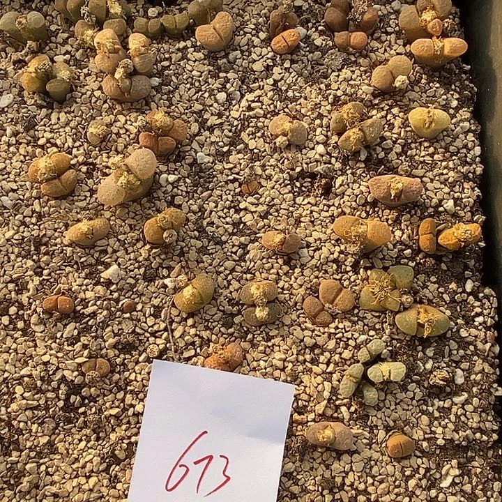 673清框风铃母本一筐。