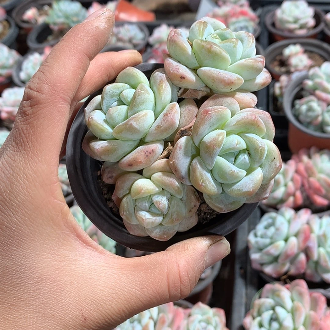 玲玲哈哈哈哈哈哈哈哈