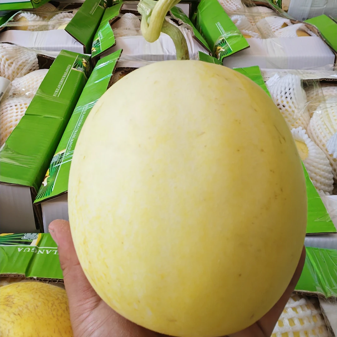 正宗兰州玉金香甜瓜软糯香甜适合老人小孩