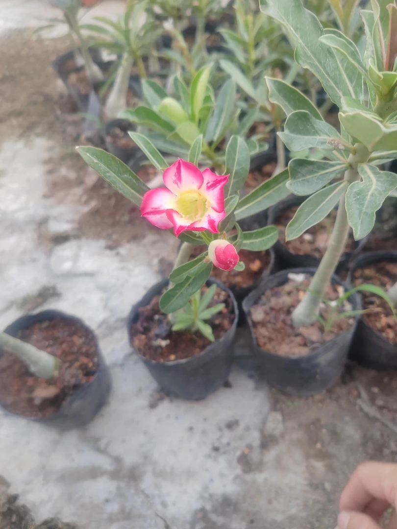 四季好养耐旱耐晒沙漠玫瑰盆栽老桩室内外阳台花卉绿植