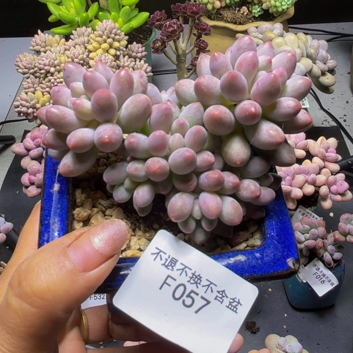 香水手指057/8cm多肉