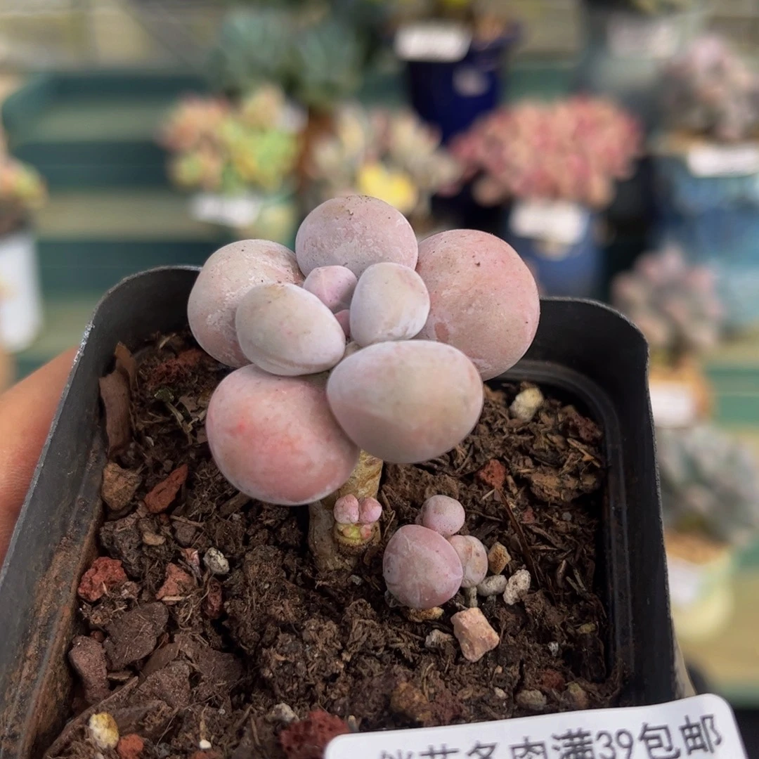 486-芭比奶多肉3cm