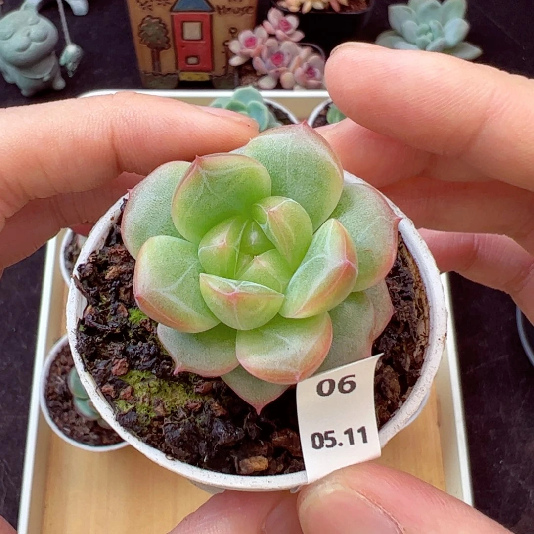 无与伦比06、哈哈哈哈