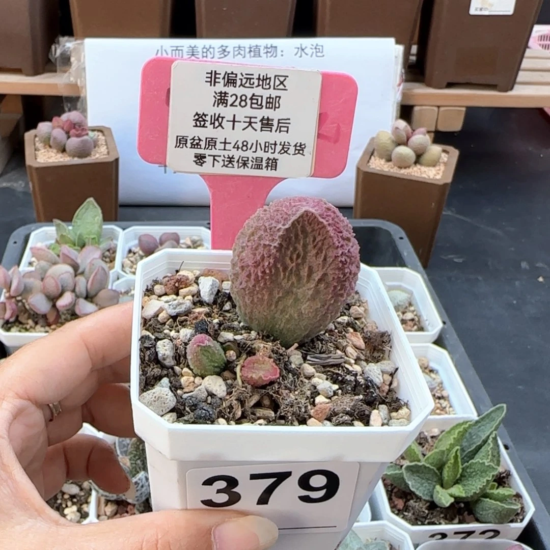 379胖伍多肉植物
