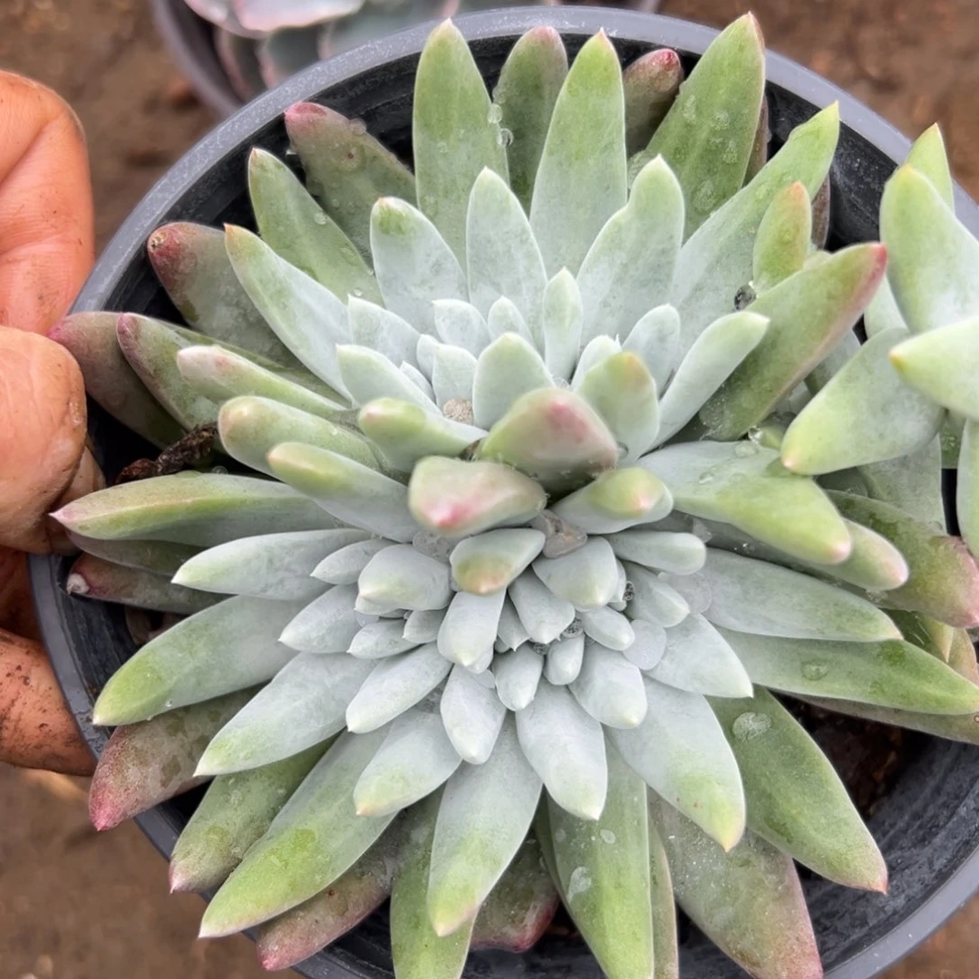 父母摸摸摸摸摸摸