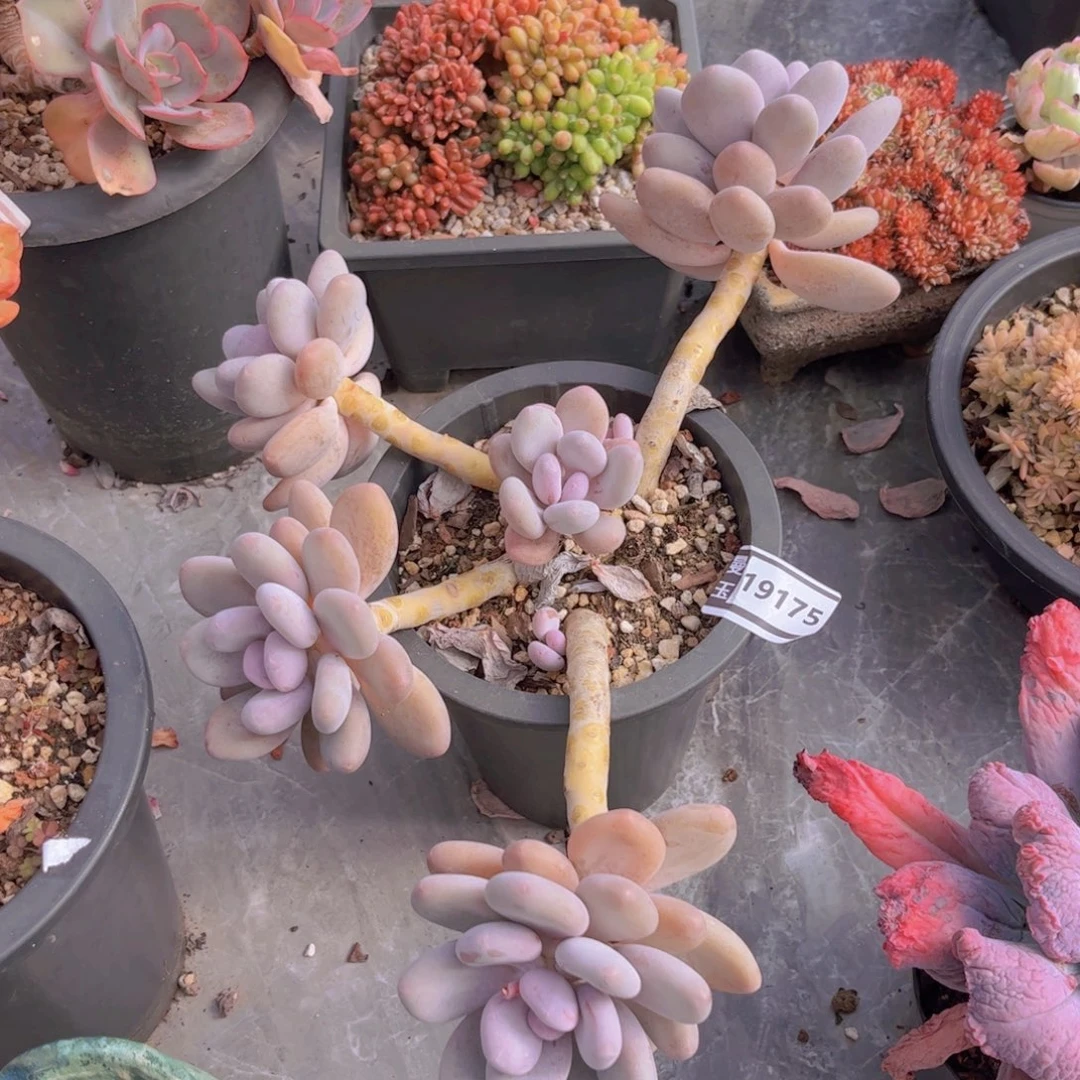 桃美人多肉植物19175