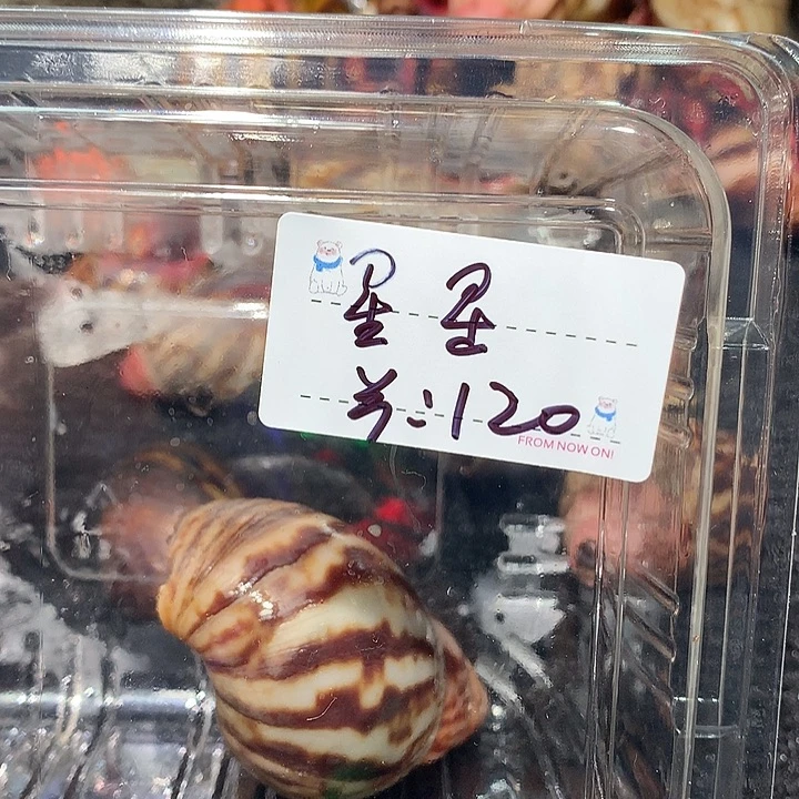 星星泡饭专拍奔跑